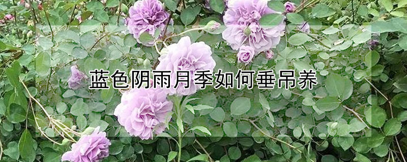 藍色陰雨月季如何垂吊養(yǎng)