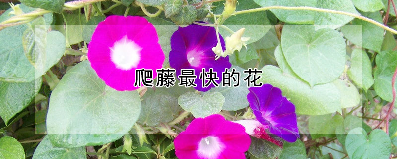 爬藤最快的花