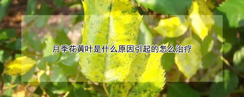 月季花黃葉是什么原因引起的怎么治療