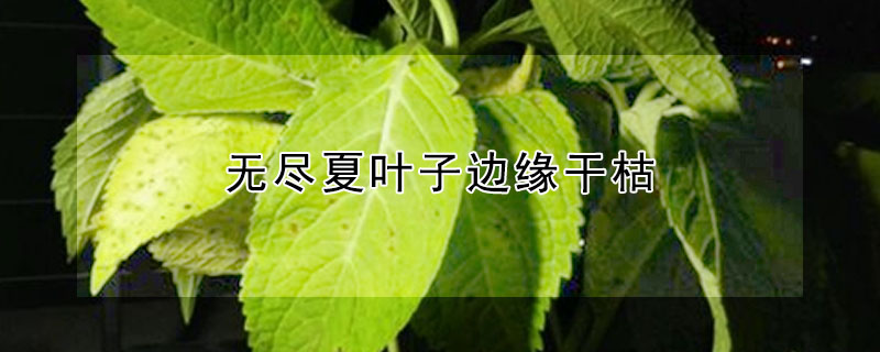 無盡夏葉子邊緣干枯