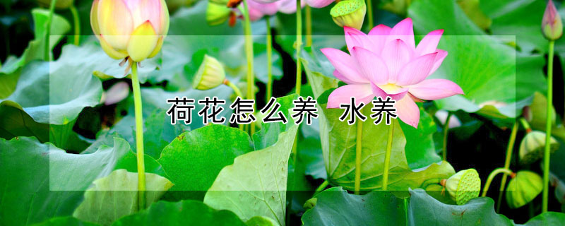 荷花怎么養(yǎng) 水養(yǎng)