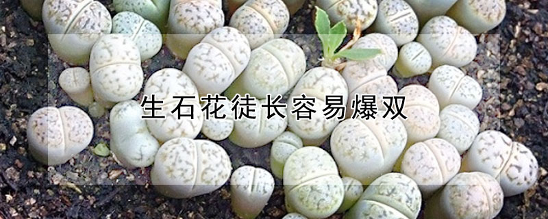 生石花徒長(zhǎng)容易爆雙