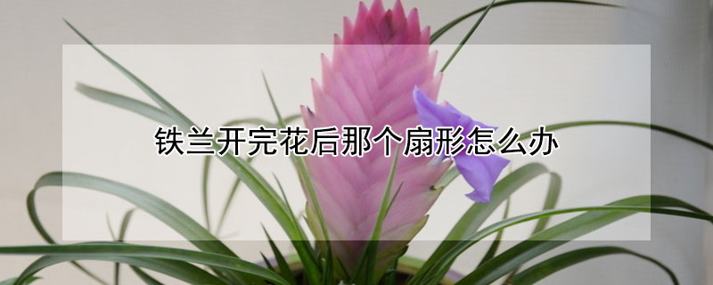 鐵蘭開完花后那個扇形怎么辦