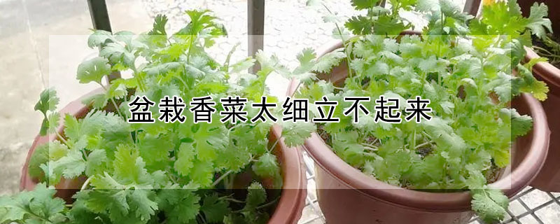 盆栽香菜太細立不起來