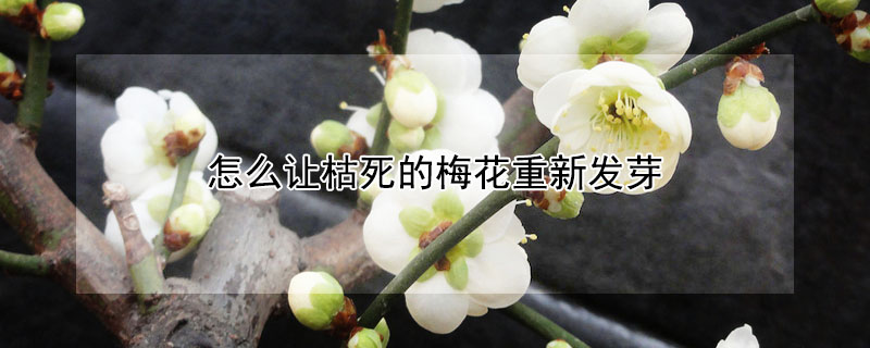 怎么讓枯死的梅花重新發芽