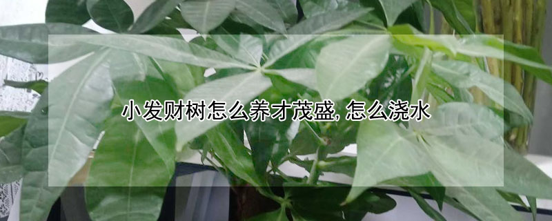 小發財樹怎么養才茂盛,怎么澆水