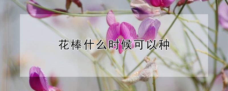 花棒什么時候可以種