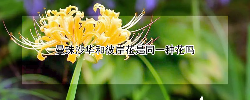 曼珠沙華和彼岸花是同一種花嗎