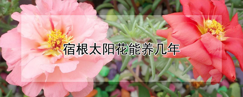 宿根太陽花能養(yǎng)幾年