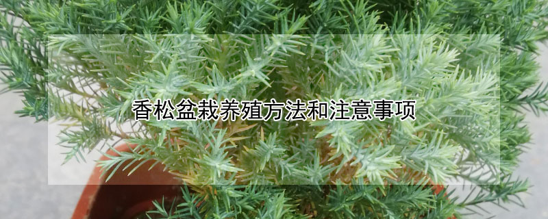 香松盆栽養(yǎng)殖方法和注意事項