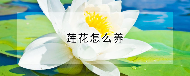 蓮花怎么養