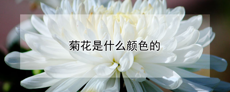 菊花是什么顏色的