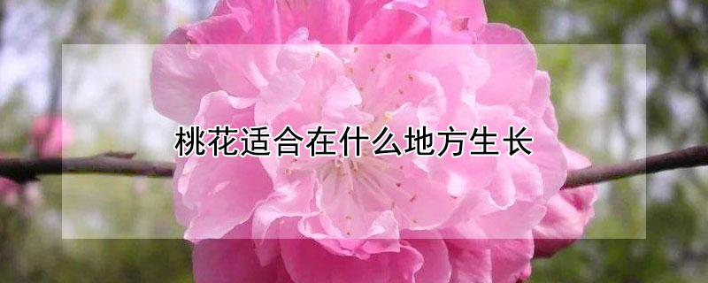 桃花適合在什么地方生長