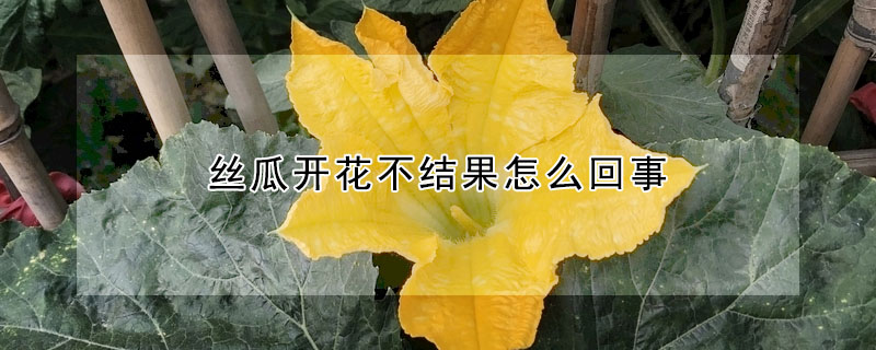 絲瓜開花不結(jié)果怎么回事