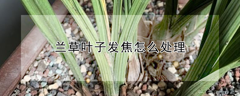 蘭草葉子發(fā)焦怎么處理