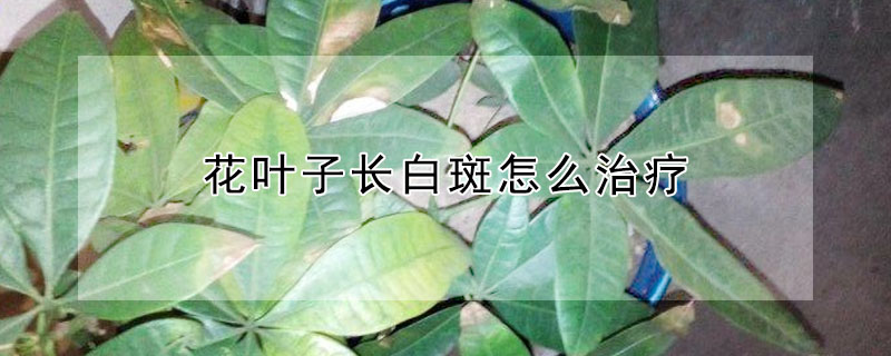 花葉子長白斑怎么治療