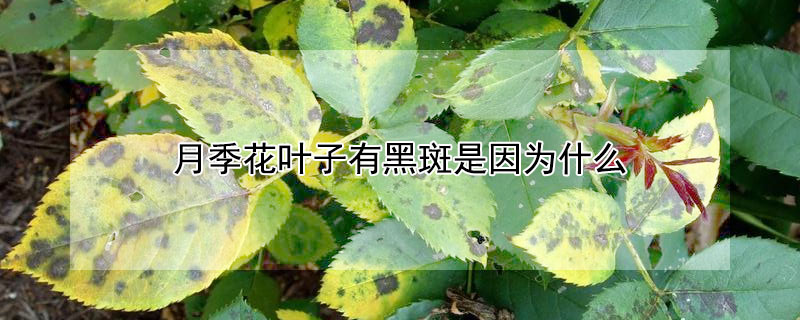 月季花葉子有黑斑是因為什么