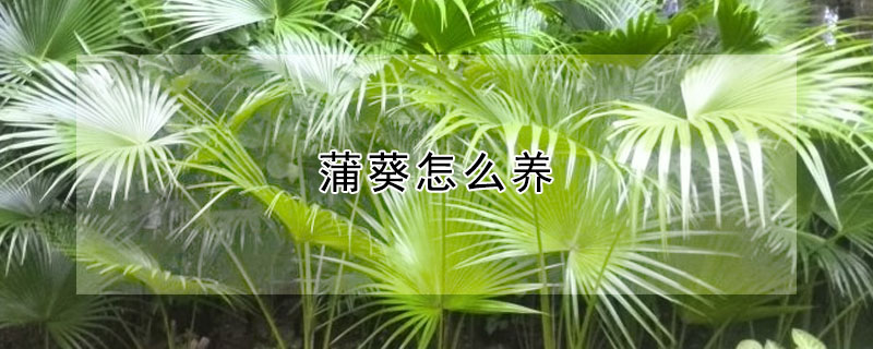 蒲葵怎么養(yǎng)