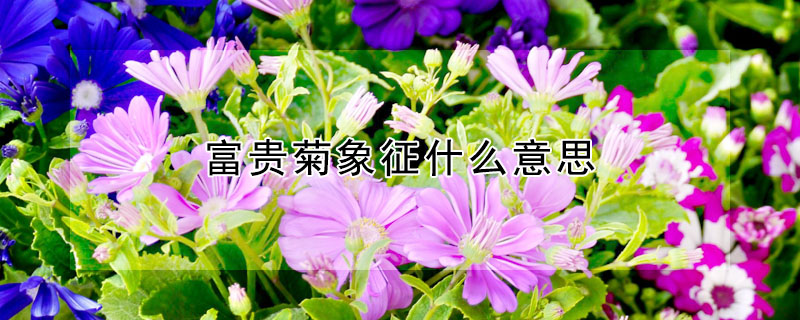 富貴菊象征什么意思