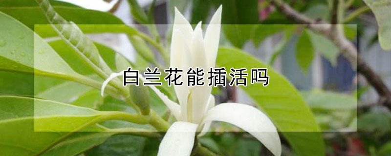 白蘭花能插活嗎