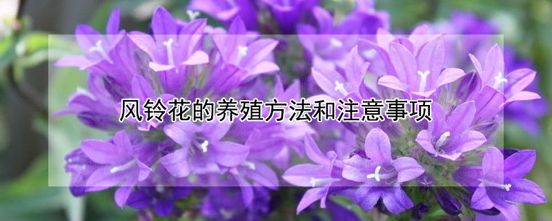 風(fēng)鈴花的養(yǎng)殖方法和注意事項(xiàng)