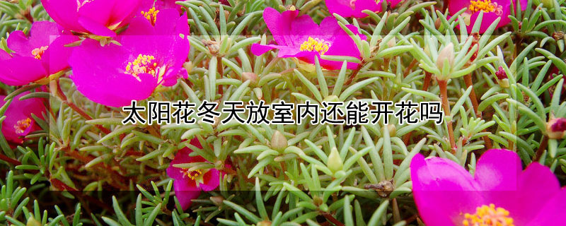 太陽(yáng)花冬天放室內(nèi)還能開花嗎