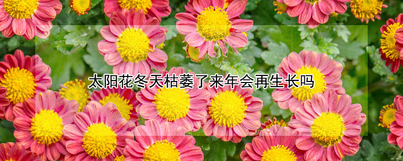 太陽(yáng)花冬天枯萎了來年會(huì)再生長(zhǎng)嗎