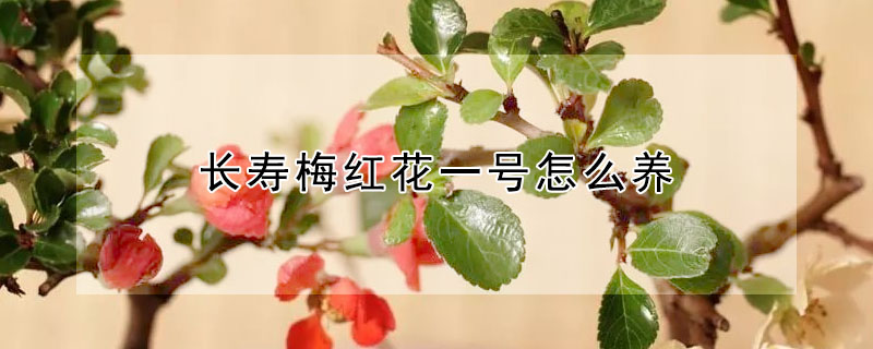 長壽梅紅花一號怎么養(yǎng)