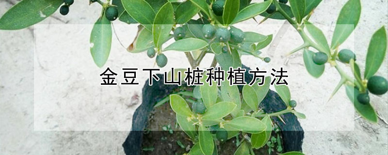 金豆下山樁種植方法