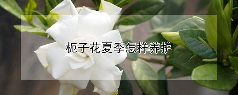 枙子花夏季怎樣養(yǎng)護