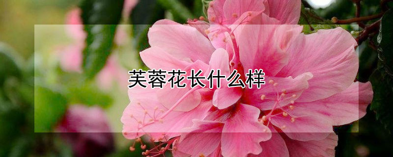 芙蓉花長什么樣