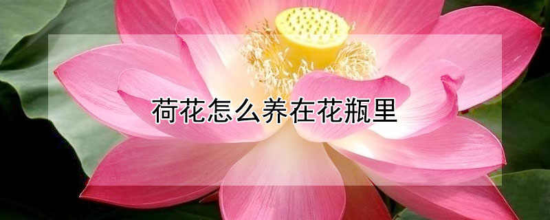 荷花怎么養(yǎng)在花瓶里