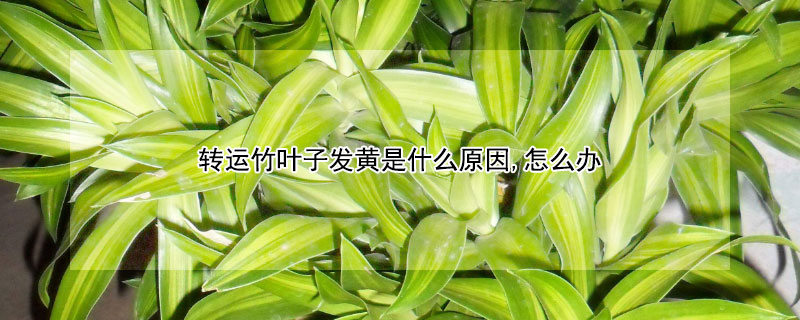 轉(zhuǎn)運竹葉子發(fā)黃是什么原因,怎么辦