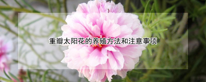 重瓣太陽花的養(yǎng)殖方法和注意事項(xiàng)