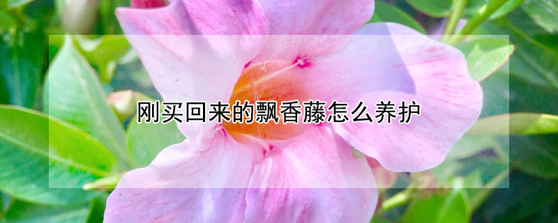 剛買(mǎi)回來(lái)的飄香藤怎么養(yǎng)護(hù)