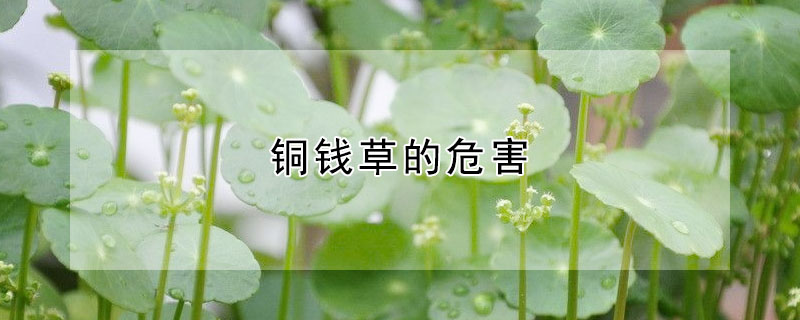 銅錢草的危害