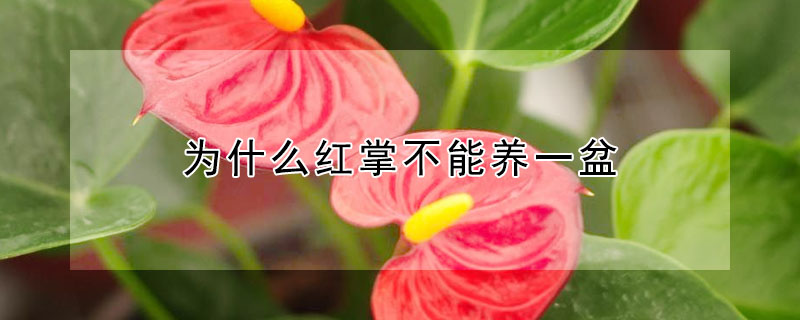 為什么紅掌不能養(yǎng)一盆