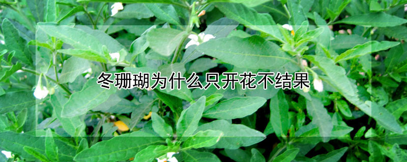 冬珊瑚為什么只開花不結果