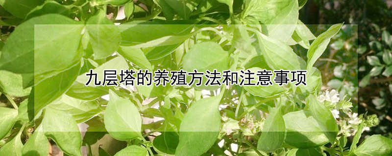 九層塔的養(yǎng)殖方法和注意事項(xiàng)