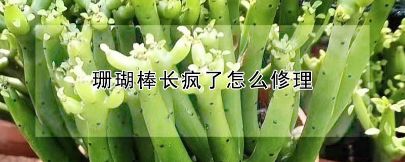 珊瑚棒長(zhǎng)瘋了怎么修理