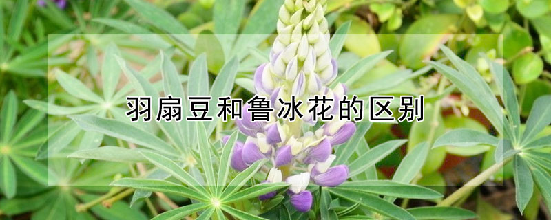 羽扇豆和魯冰花的區(qū)別