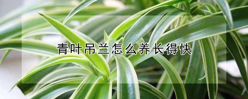 青葉吊蘭怎么養(yǎng)長得快