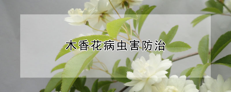 木香花病蟲害防治