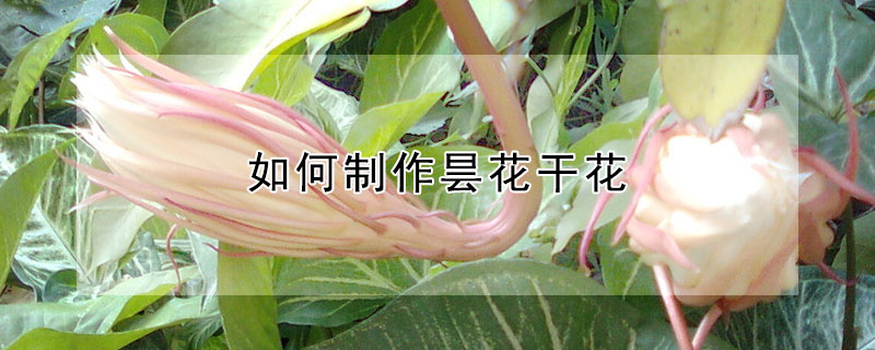 如何制作曇花干花