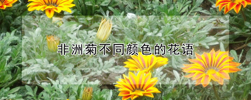 非洲菊不同顏色的花語