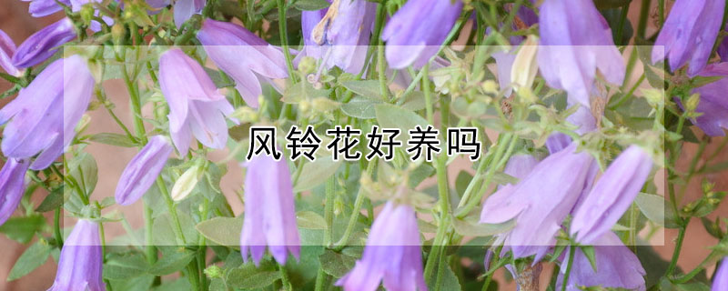 風鈴花好養嗎