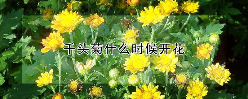 千頭菊什么時候開花