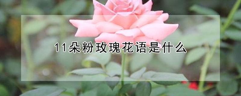 11朵粉玫瑰花語是什么