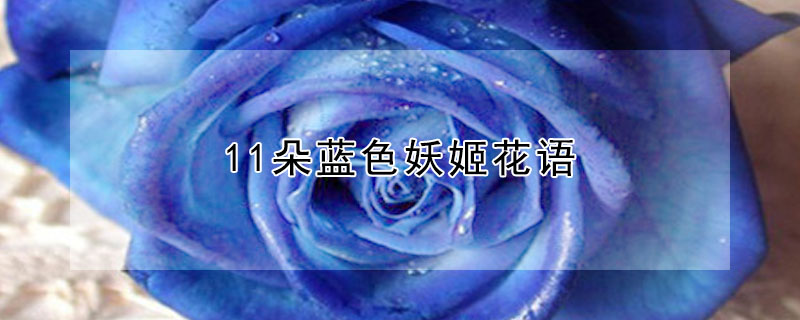 11朵藍色妖姬花語