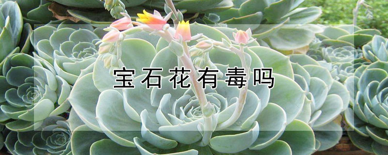 寶石花有毒嗎